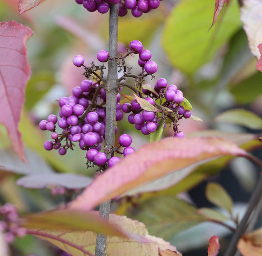  Liebesperlenstrauch Schönfrucht Profusion 125-150cm - Callicarpa Bodinieri