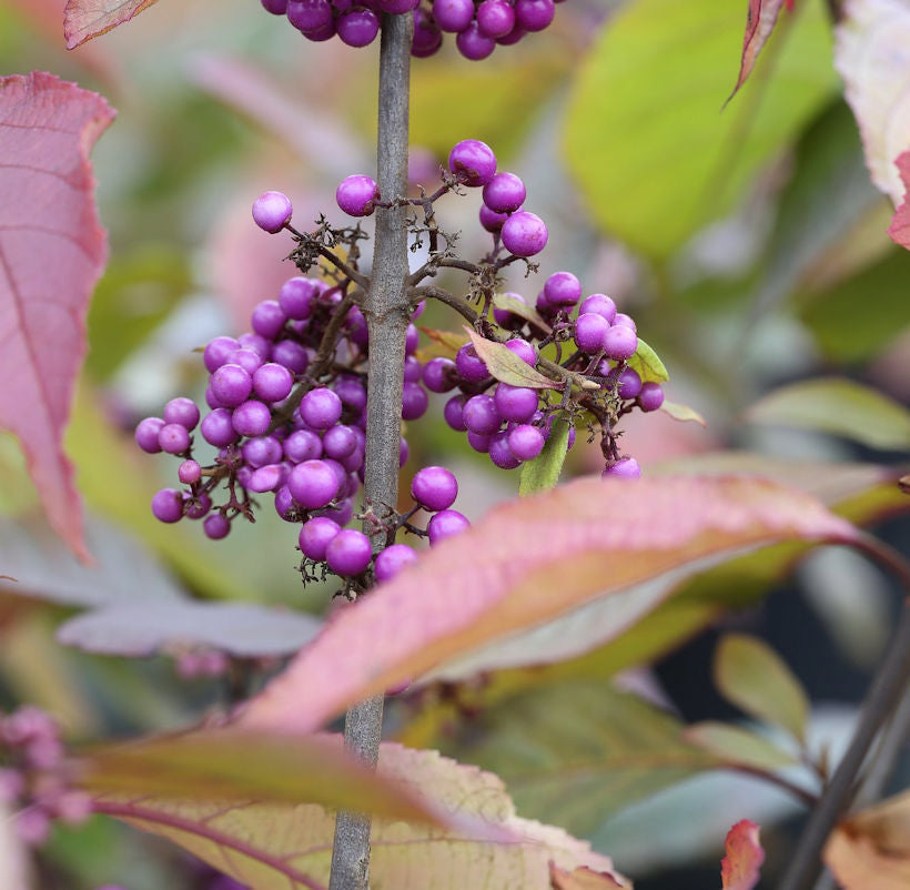  Liebesperlenstrauch Schönfrucht Profusion 100-125cm - Callicarpa Bodinieri