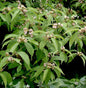  Hochstamm Weißbeeriger Liebesperlenstrauch 80-100cm - Callicarpa Japonica