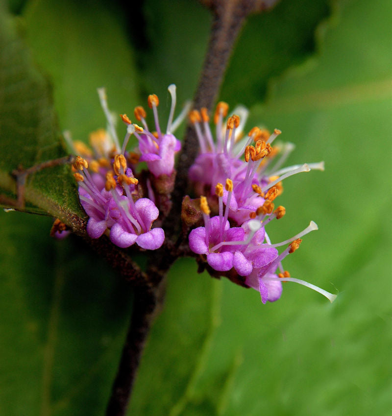  Liebesperlenstrauch Schönfrucht Girald 60-80cm - Callicarpa Bodinieri Giraldii