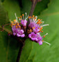  Liebesperlenstrauch Schönfrucht Girald 60-80cm - Callicarpa Bodinieri Giraldii