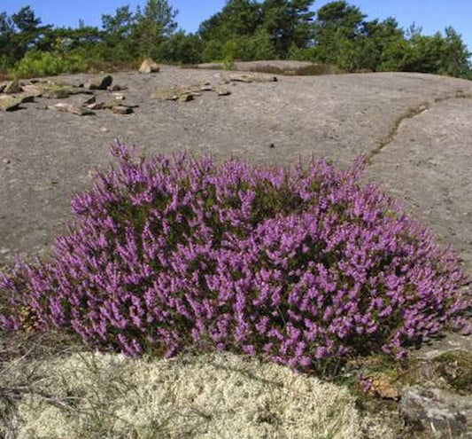  10x Besenheide Annemarie - Calluna Vulgaris