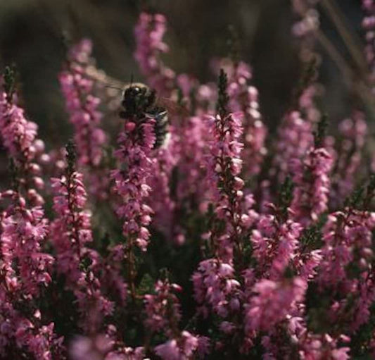  10x Besenheide Con Brio - Calluna Vulgaris