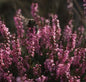  10x Besenheide Con Brio - Calluna Vulgaris