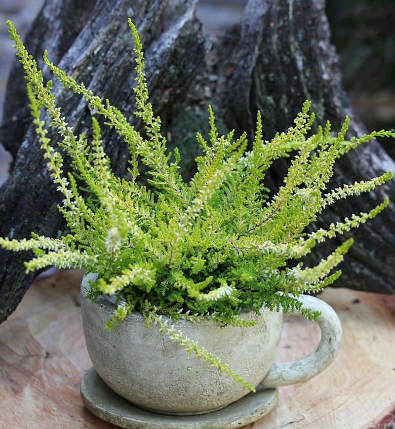  10x Besenheide David Hagenaars - Calluna Vulgaris