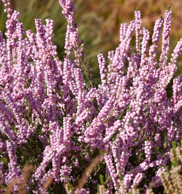  10x Besenheide Elsie Purnell - Calluna Vulgaris