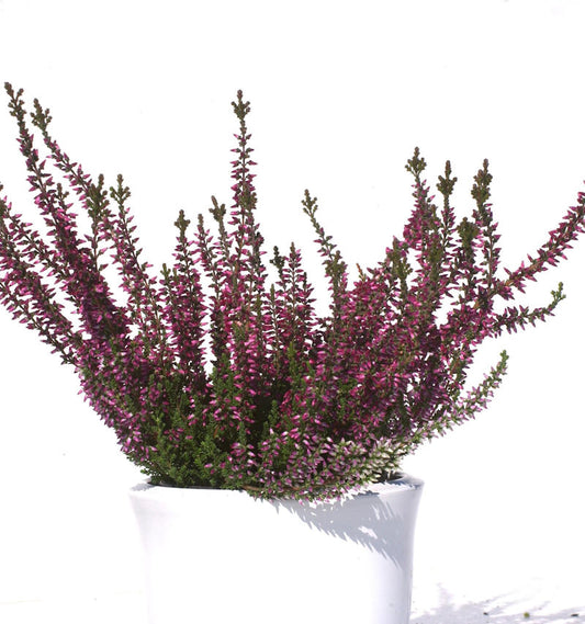  10x Knospenheide Gardengirls Amethyst - Calluna Vulgaris