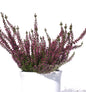  10x Knospenheide Gardengirls Amethyst - Calluna Vulgaris