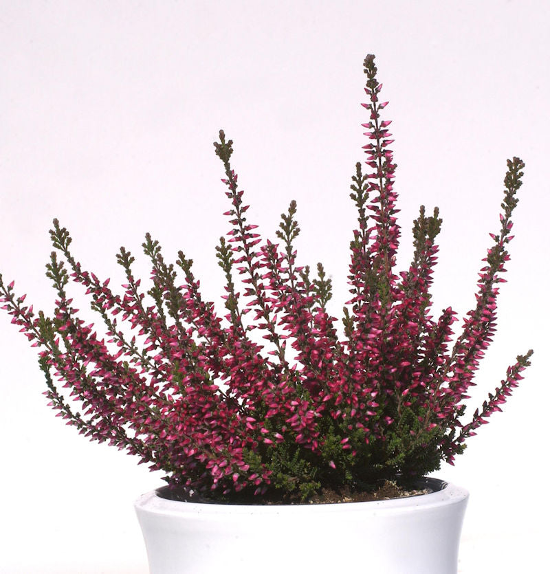  10x Knospenheide Gardengirls Aphrodite - Calluna Vulgaris