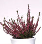  10x Knospenheide Gardengirls Aphrodite - Calluna Vulgaris