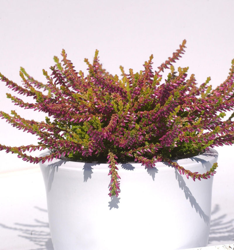  10x Knospenheide Gardengirls Bonita - Calluna Vulgaris