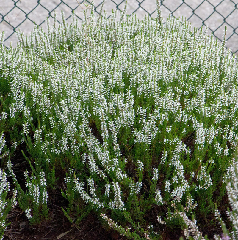  10x Knospenheide Gardengirls Klaudine - Calluna Vulgaris
