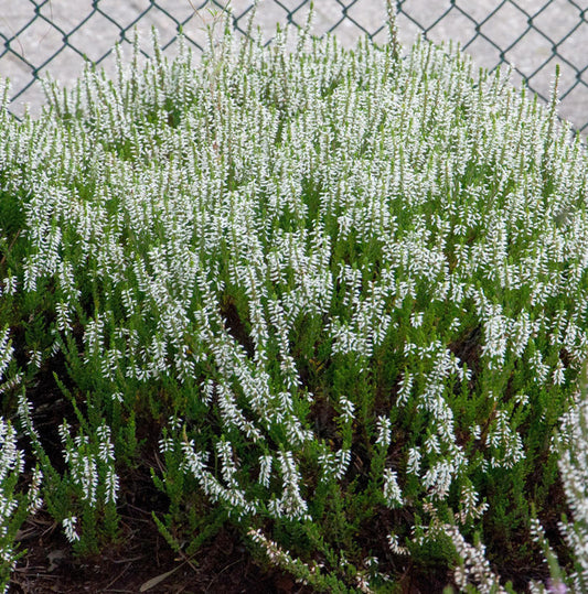  10x Knospenheide Gardengirls Klaudine - Calluna Vulgaris