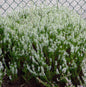  10x Knospenheide Gardengirls Klaudine - Calluna Vulgaris