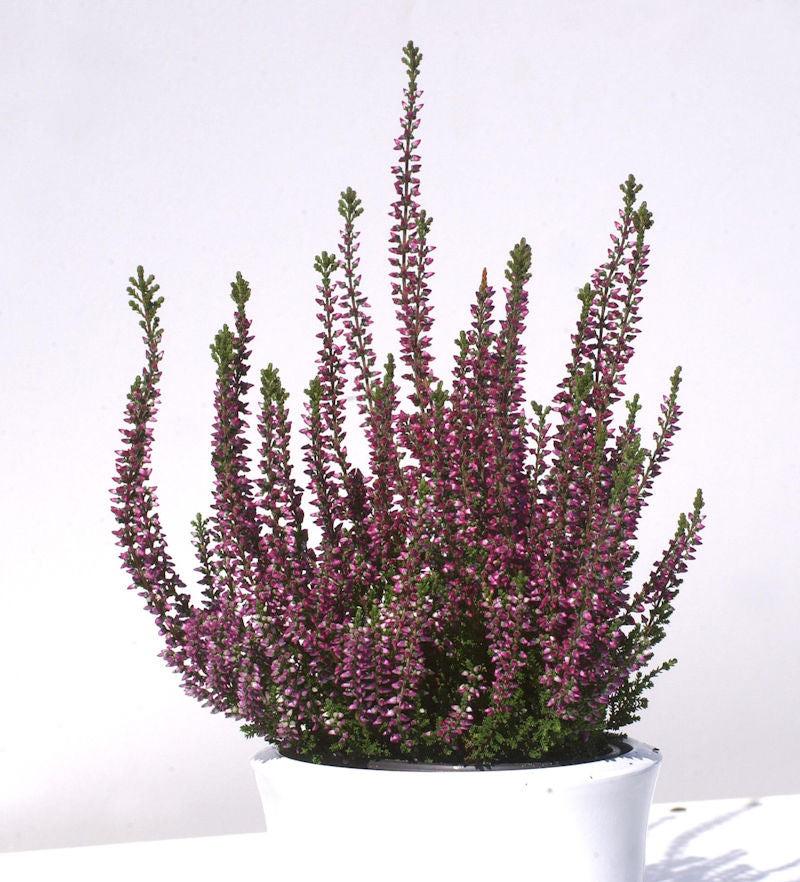  10x Knospenheide Gardengirls Liliane - Calluna Vulgaris