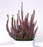  10x Knospenheide Gardengirls Liliane - Calluna Vulgaris
