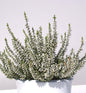  10x Knospenheide Gardengirls Madonna - Calluna Vulgaris