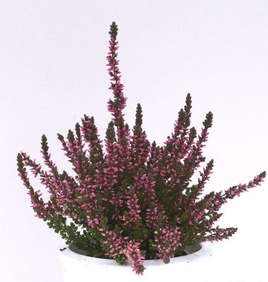  10x Knospenheide Gardengirls Susanne - Calluna Vulgaris