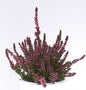  10x Knospenheide Gardengirls Susanne - Calluna Vulgaris