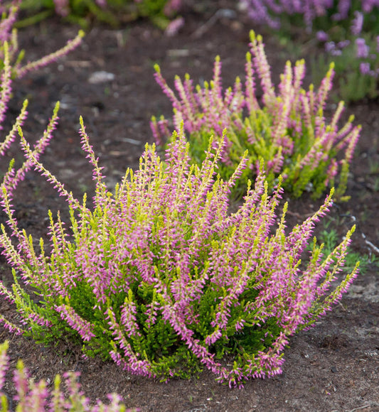  10x Knospenheide Gardengirls Tessa - Calluna Vulgaris