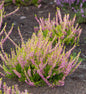  10x Knospenheide Gardengirls Tessa - Calluna Vulgaris