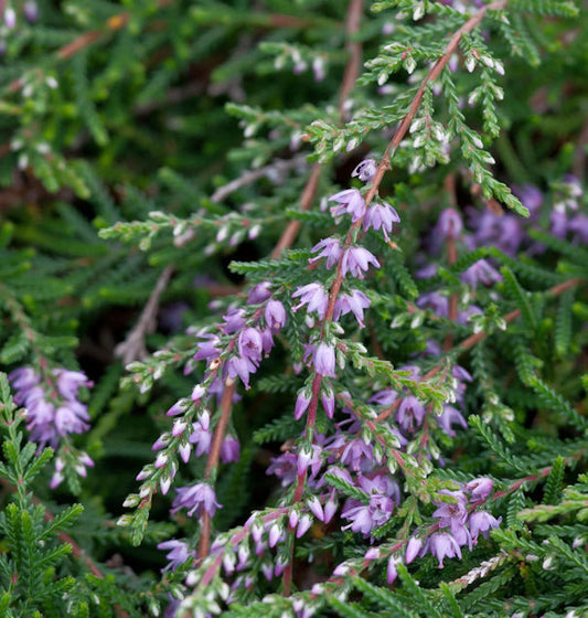  10x Besenheide Kuphaldtii - Calluna Vulgaris
