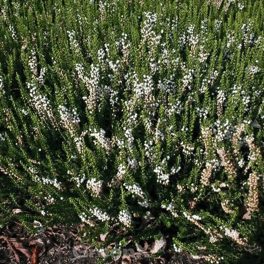  10x Besenheide Long White - Calluna Vulgaris