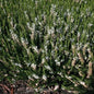  10x Besenheide Long White - Calluna Vulgaris