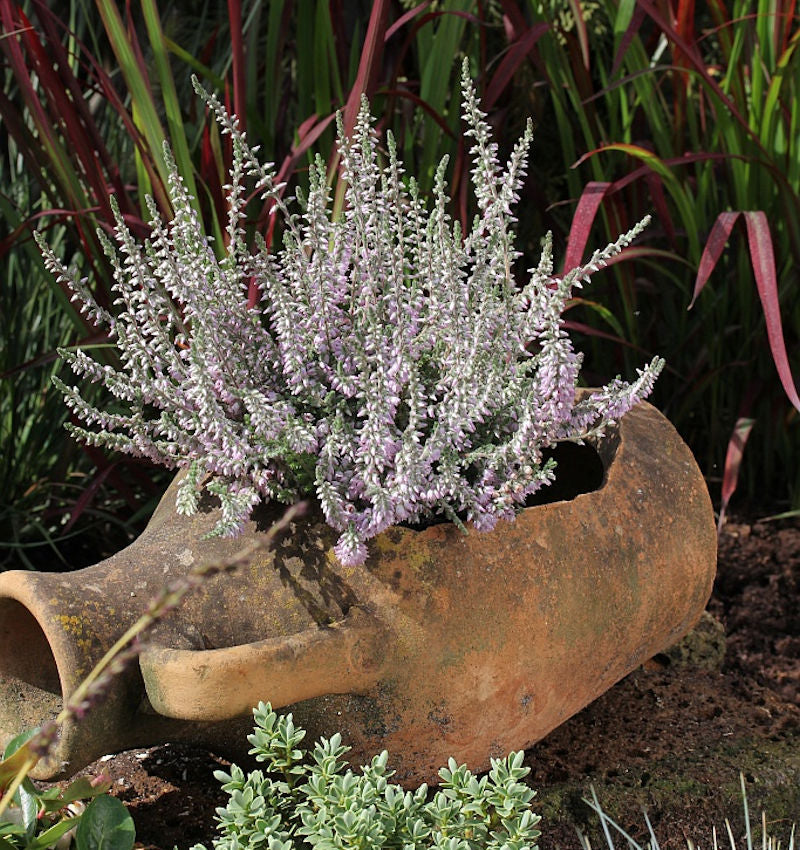  10x Besenheide Silver Knight - Calluna Vulgaris