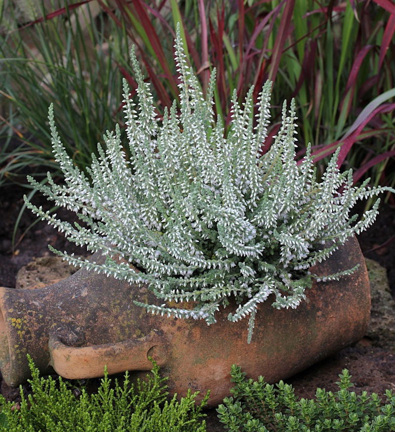  10x Besenheide Velvet Fascination - Calluna Vulgaris
