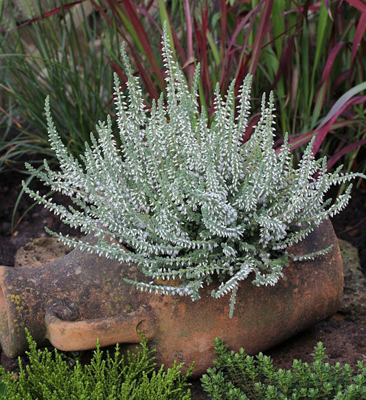  10x Besenheide Velvet Fascination - Calluna Vulgaris