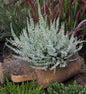  10x Besenheide Velvet Fascination - Calluna Vulgaris