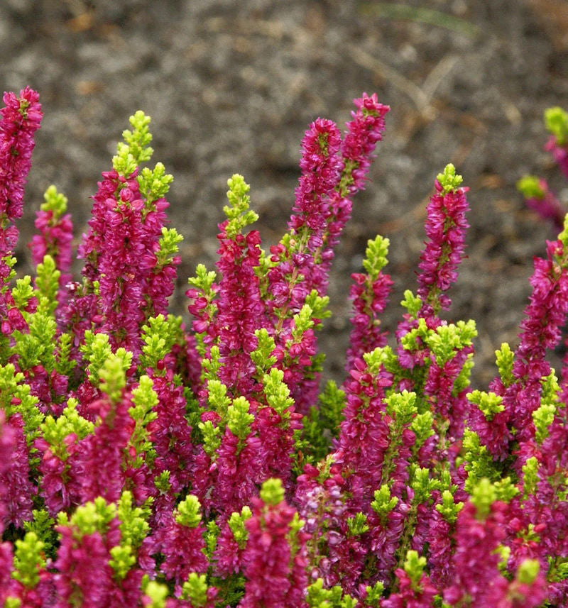  10x Besenheide Yellow Beauty - Calluna Vulgaris Yellow Beauty