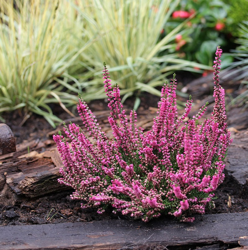  10x Besenheide Arabella - Calluna Vulgaris