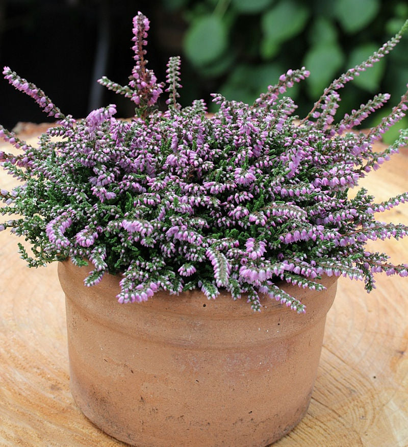  10x Besenheide Dirry - Calluna Vulgaris