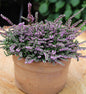  10x Besenheide Dirry - Calluna Vulgaris