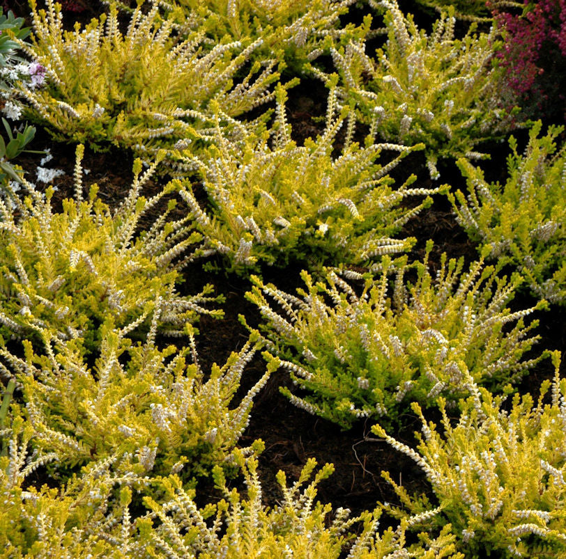  10x Besenheide Sesam - Calluna Vulgaris