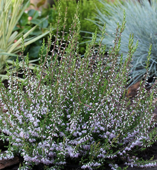  10x Besenheide Spring Torch - Calluna Vulgaris