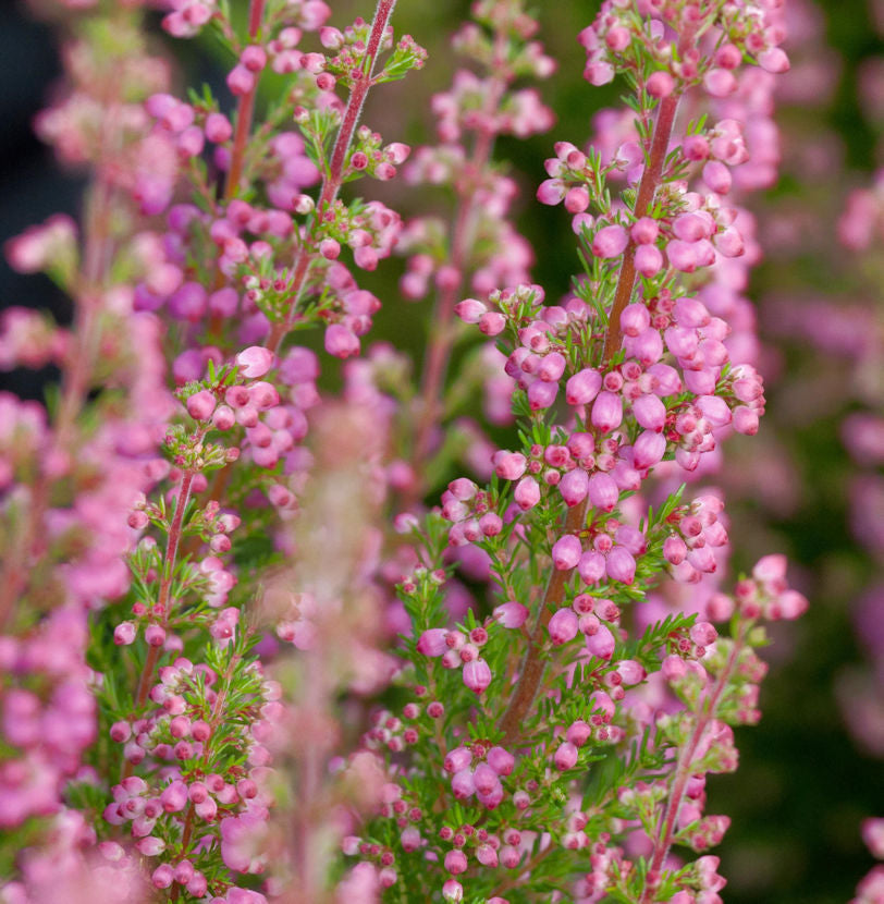  10x Knospenheide Gardengirls Lilli - Calluna Vulgaris
