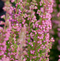  10x Knospenheide Gardengirls Lilli - Calluna Vulgaris