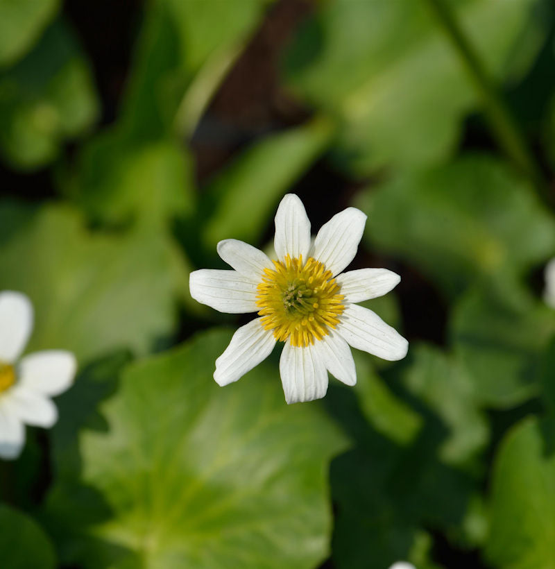  Garten Dotterblume - Caltha Leptosepala