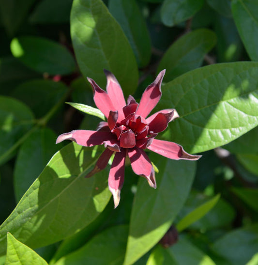 Gewürzstrauch Aphrodite® 30-40cm - Calycanthus Raulstonii