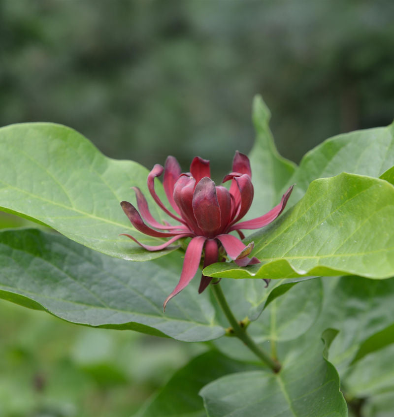  Gewürzstrauch 80-100cm - Calycanthus Floridus