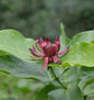  Gewürzstrauch 80-100cm - Calycanthus Floridus