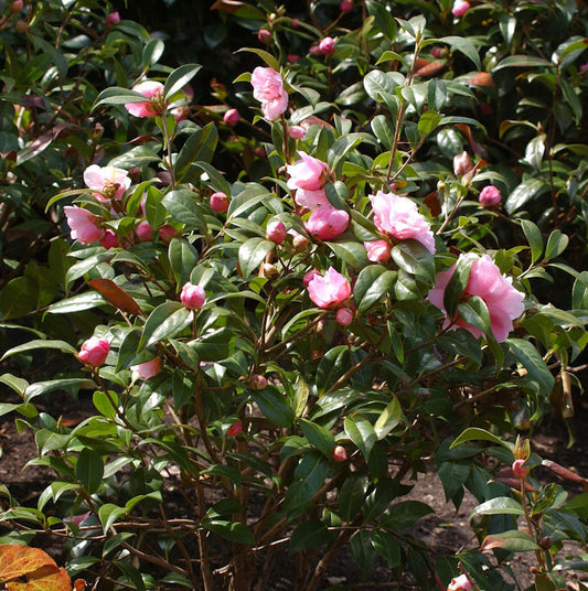  Kamelie Bonomiana 40-60cm - Camelia Japonica