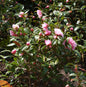  Kamelie Bonomiana 40-60cm - Camelia Japonica