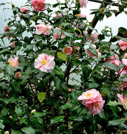  Kamelie Chameleon 40-60cm - Camelia Japonica