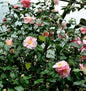 Kamelie Chameleon 40-60cm - Camelia Japonica