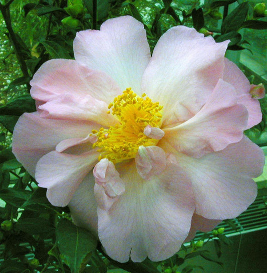  Kamelie Mary Phoebe Taylor 100-125cm - Camellia Japonica