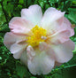  Kamelie Mary Phoebe Taylor 100-125cm - Camellia Japonica